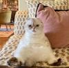 Gata da Taylor Swift sentada como humano
