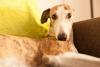 Cachorro Galgo deitado no sofá
