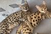 Dois gatos Savannah deitados juntos