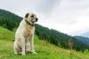 Kangal Turco em cima de gramado