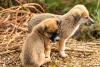 Dois filhotes de Kangal interagindo
