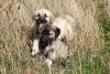 Kangal filhotes perto