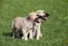 Filhotes de Kangal com a boca aberta no gramado