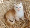 Gato Kinkalow laranja dentro de cesta