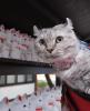 Kinkalow com várias estatuetas de gatinhos atrás