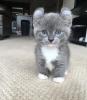 Filhote de gato Kinkalow cinza