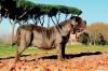 Cachorro Mastim Napolitano visto de lado