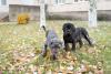 Dois Mastim Napolitano filhotes brincando