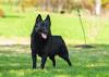 Cachorro Schipperke com língua de fora