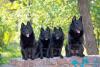 Vários cachorros Schipperke juntos