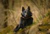 Schipperke deitado na terra