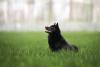 Schipperke na grama