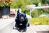 Schipperke deitado tomando sol