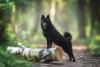 Schipperke com patas em cima de tronco