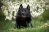 Schipperke com fundo florido branco
