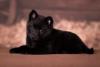 Cachorro Schipperke filhote deitado