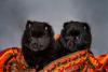 Dois filhotes de Schipperke juntos