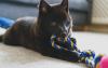 Filhote de Schipperke com mordedor