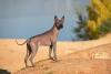 Xoloitzcuintle parado em cima de pedra sob o sol