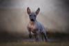 Cachorro Xoloitzcuintle filhote andando para frente