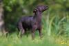 Xoloitzcuintle preto andando na grama