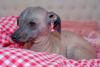 Xoloitzcuintle filhote em cima de toalha vermelha xadrez