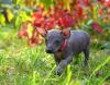 Xoloitzcuintle passeando pelo parque