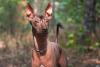 Xoloitzcuintle olhando com luz do sol refletindo nele