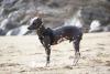 Xoloitzcuintle preto com manchinhas brancas de pé