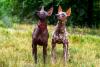 Dois Xoloitzcuintle de cores diferentes lado a lado