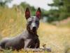 Xoloitzcuintle sentado olhando atento
