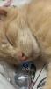 Gato laranja dormindo