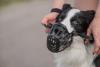 Border Collie usando uma focinheira para cachorro