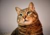 rosto de gato comum europeu