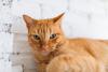 Gato laranja deitado no chão