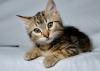 filhote de gato comum europeu
