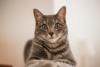 gato comum europeu olhando para a foto deitado