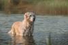 Golden com as patas no lago