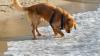 Golden Retriever na praia, com as patas na água