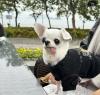 Chihuahua de roupa sentada no colo do tutor