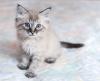 gato Neva Masquerade filhote branco