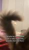 Rabo de gato peludo curvado, em formato de L