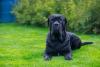 Cane Corso deitado na grama