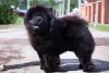 Chow Chow preto em pé