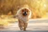 Raça de cachorro grande: Chow Chow em pé