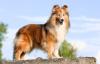 Collie em pé