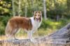 Collie ao ar livre