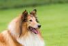 Raças de cachorro grande: Collie com a boca aberta
