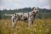Raças de cachorro grande: Dálmata de pé de lado