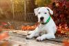Dogo Argentino  deitado perto de folhas
